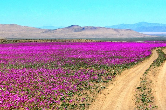The blooming desert: Extreme beauty in the Atacama. North of Chile.